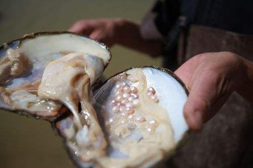 河蚌怎么洗才干凈?河蚌怎么做好吃?河蚌肉的做法
