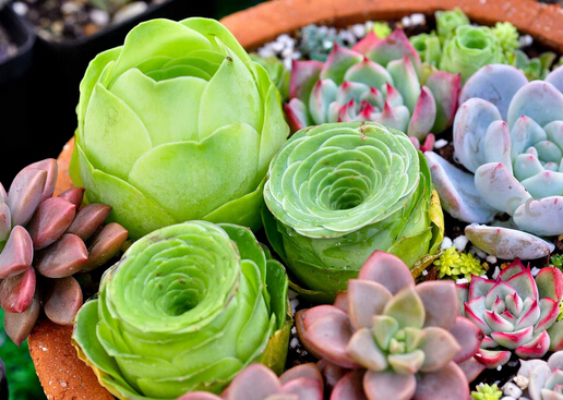 多肉植物怎么養(yǎng)?如何給多肉植物澆水?