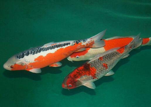 錦鯉魚怎么養(yǎng)?如何對錦鯉魚進(jìn)行魚病防治?