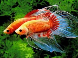 斗魚怎么養(yǎng)？斗魚養(yǎng)殖的注意事項(xiàng)
