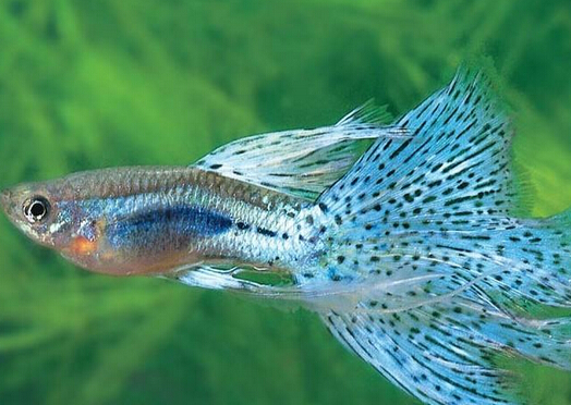 鳳尾魚怎么養(yǎng)?鳳尾魚養(yǎng)殖的注意事項