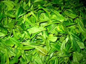 怎樣貯存新茶？新茶葉怎樣保存？茶葉保存方法