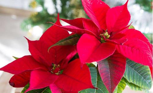 一品紅有毒嗎 一品紅可以放臥室嗎 一品紅好養(yǎng)嗎