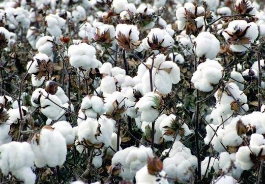新疆棉花和普通棉花的區(qū)別是什么?2021年新疆棉花補貼啥時候發(fā)?