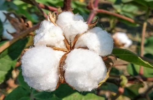 新疆棉花和普通棉花的區(qū)別是什么?2021年新疆棉花補貼啥時候發(fā)?