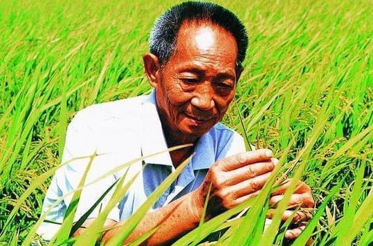雜交水稻和轉(zhuǎn)基因水稻的區(qū)別是什么?雜交水稻什么時候問世?