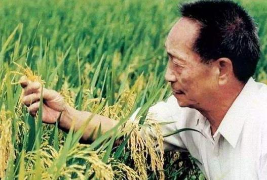 雜交水稻和轉(zhuǎn)基因水稻的區(qū)別是什么?雜交水稻什么時候問世?