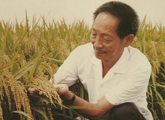 雜交水稻的影響和意義是什么?雜交水稻對(duì)中國的意義和影響具體有哪些?