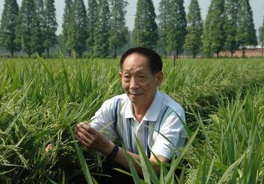 雜交水稻的影響和意義是什么?雜交水稻對(duì)中國的意義和影響具體有哪些?