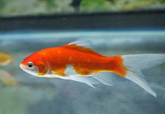 金魚餓的時候有什么反應?金魚一天要吃多少飼料?