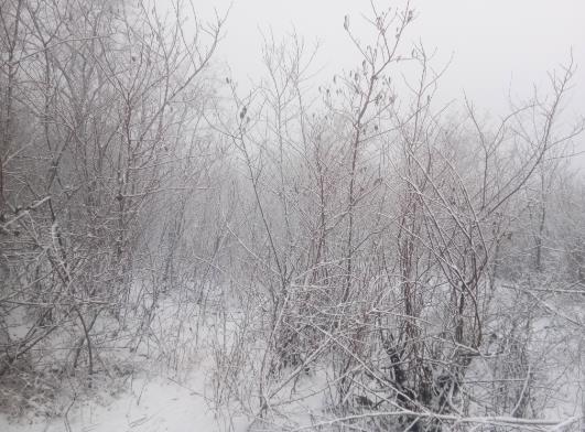 下雪車牌被擋住會(huì)不會(huì)被違章拍照?下雪天車上的雪要掃掉嗎