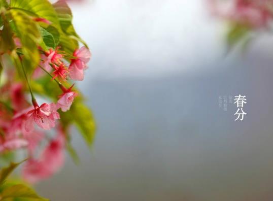 春分安葬哪些是要注意的?春分過后晝夜怎么變化的
