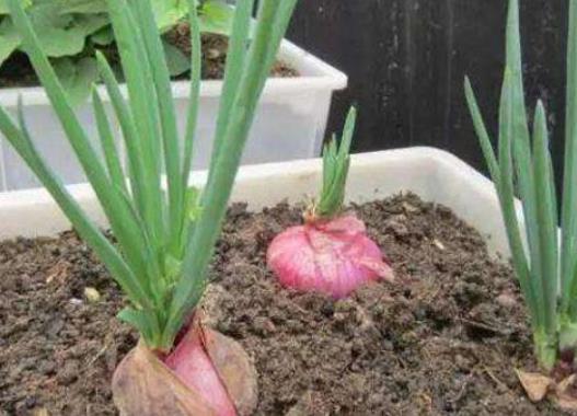 洋蔥發(fā)芽了怎么種?大棚里怎么培育洋蔥苗