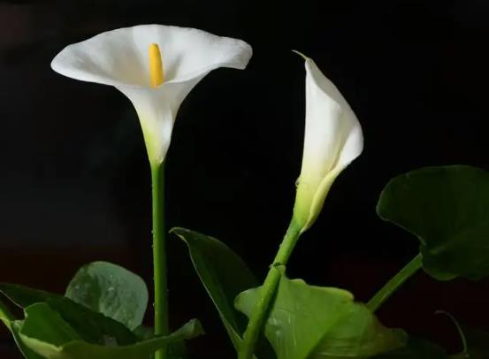 馬蹄蓮葉子發(fā)黃是啥原因?馬蹄蓮怎么養(yǎng)護(hù)易成活
