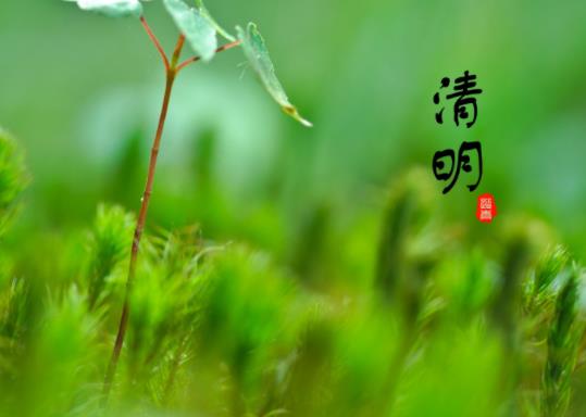 清明節(jié)去對象家有啥講究嗎?清明墳上的樹可不可以隨便坎