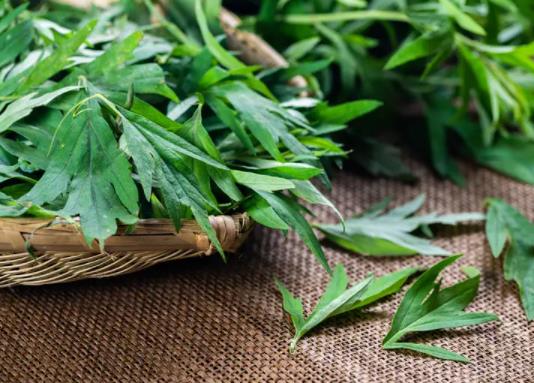 端午節(jié)掛艾草根朝上還是根朝下?端午當(dāng)天什么時候掛艾草