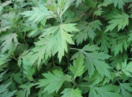 端午節(jié)掛艾草必須根部朝上嗎?端午節(jié)掛艾草早上好還是晚上好