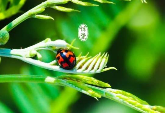 驚蟄刮北風(fēng)不好嗎?驚蟄哪三樣?xùn)|西要扔掉