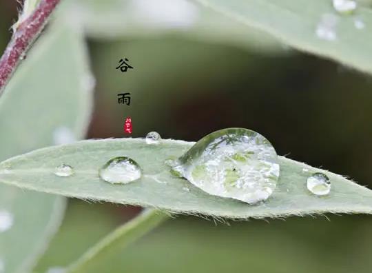 谷雨后下雨天氣會(huì)以后怎么樣?谷雨容易下雨嗎