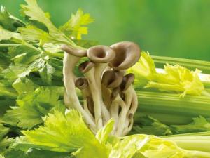 如何挑選芹菜？吃芹菜的食用禁忌