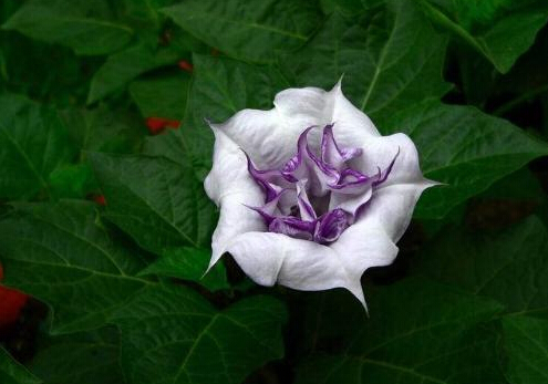 _ĽB-_(du)Ҿӭh(hun)Ӱ