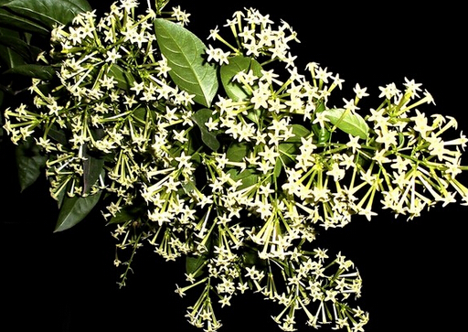 夜來香花的介紹-夜來香花的風(fēng)水學(xué)應(yīng)用