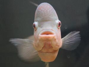 羅漢魚的品種-羅漢魚的風水學應用