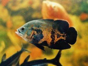 地圖魚的風(fēng)水學(xué)應(yīng)用-地圖魚的魚缸擺放位置