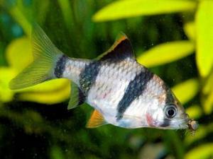 虎皮魚的風(fēng)水學(xué)應(yīng)用-虎皮魚的魚缸擺放位置