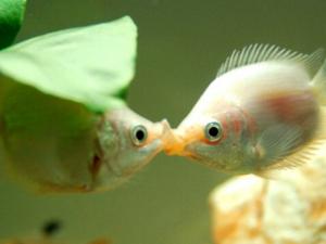 接吻魚的風水學應(yīng)用-接吻魚的品種介紹