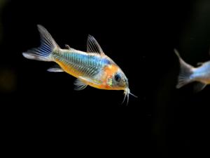 鼠魚的風水學應(yīng)用-鼠魚的魚缸擺放位置