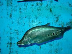 七星刀魚(yú)的風(fēng)水學(xué)應(yīng)用-七星刀魚(yú)的魚(yú)缸擺放位置