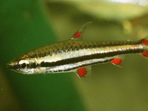 鉛筆魚的風(fēng)水學(xué)應(yīng)用-鉛筆魚的品種介紹