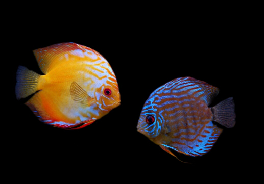七彩神仙魚(yú)的品種-七彩神仙魚(yú)的風(fēng)水學(xué)應(yīng)用