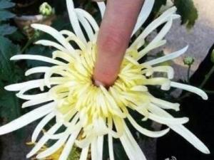 爆菊花是什么意思？爆你菊花是什么意思