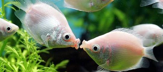 親吻魚(yú) 接吻魚(yú)