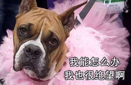 我能怎么辦啊我也很絕望啊是什么梗?什么意思?出處及相關(guān)示例