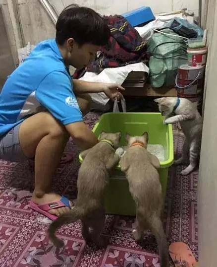 鏟屎官是什么意思?鏟屎官是什么樣的人?貓為什么喜歡看主人鏟屎