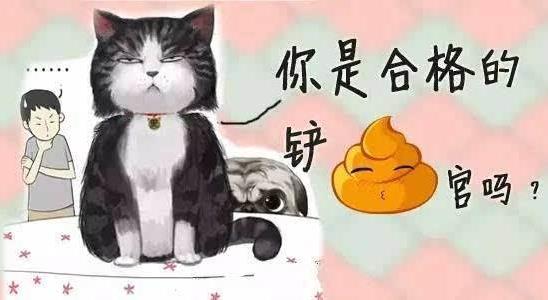 鏟屎官是什么意思?鏟屎官是什么樣的人?貓為什么喜歡看主人鏟屎
