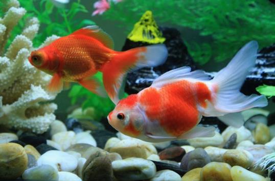 金魚佬是什么意思?睇金魚是什么意思?叔叔帶你去看金魚是什么梗