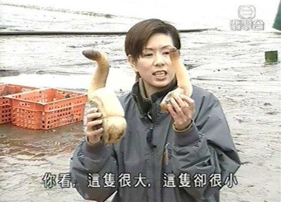 象拔蚌是什么意思什么梗?象拔蚌污內(nèi)涵 世上最下流的海鮮形似男人丁丁