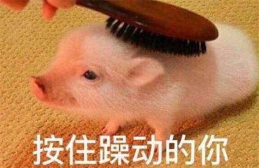 豬精是什么意思什么梗 豬精可以辟邪嗎