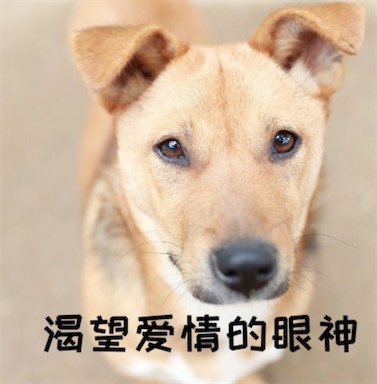 三朝元老單身狗是什么意思什么梗 三朝元老單身狗的含義及出處