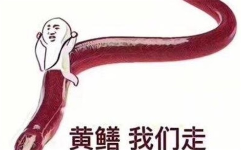 男人都是鱔變的是什么意思什么梗 日行一鱔的意思