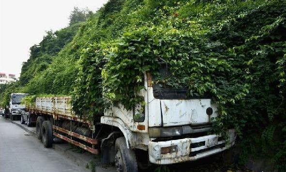 僵尸車是什么意思 城市里僵尸車放爛也不開走 產(chǎn)生的原因是什么