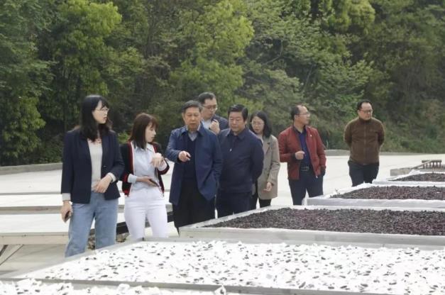 全國(guó)人大常委會(huì)委員謝廣祥一行領(lǐng)導(dǎo),深入調(diào)研冰雪容黃精產(chǎn)業(yè)園