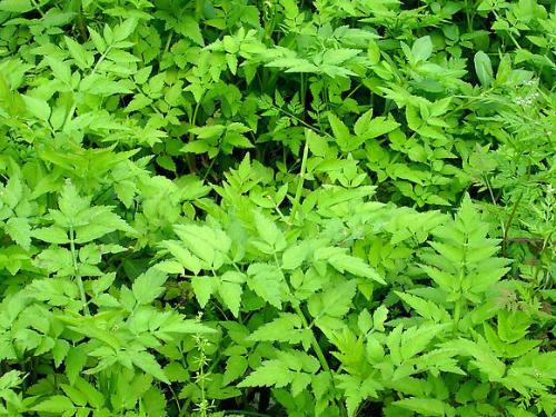 綠色植物能夠吸收或降解土壤、地下水或大氣中的各種污染物
