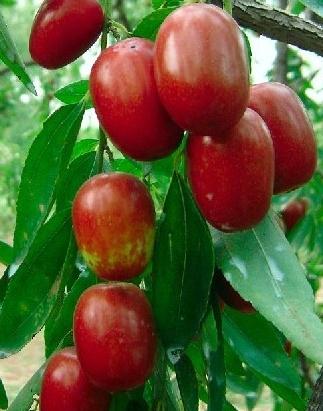 紅棗吃多了會怎么樣？紅棗吃多了好嗎