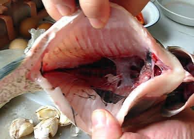 怎么去除手上的魚腥味？手上的魚腥味去除方法