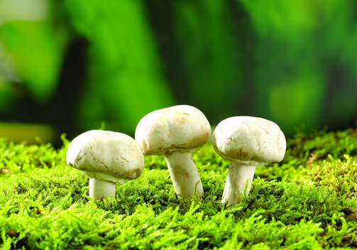 蘑菇富含重金屬有害健康是真的嗎？